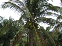 Cocosnussbaum