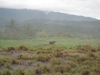 Kste von Bataan - Wasserbffel